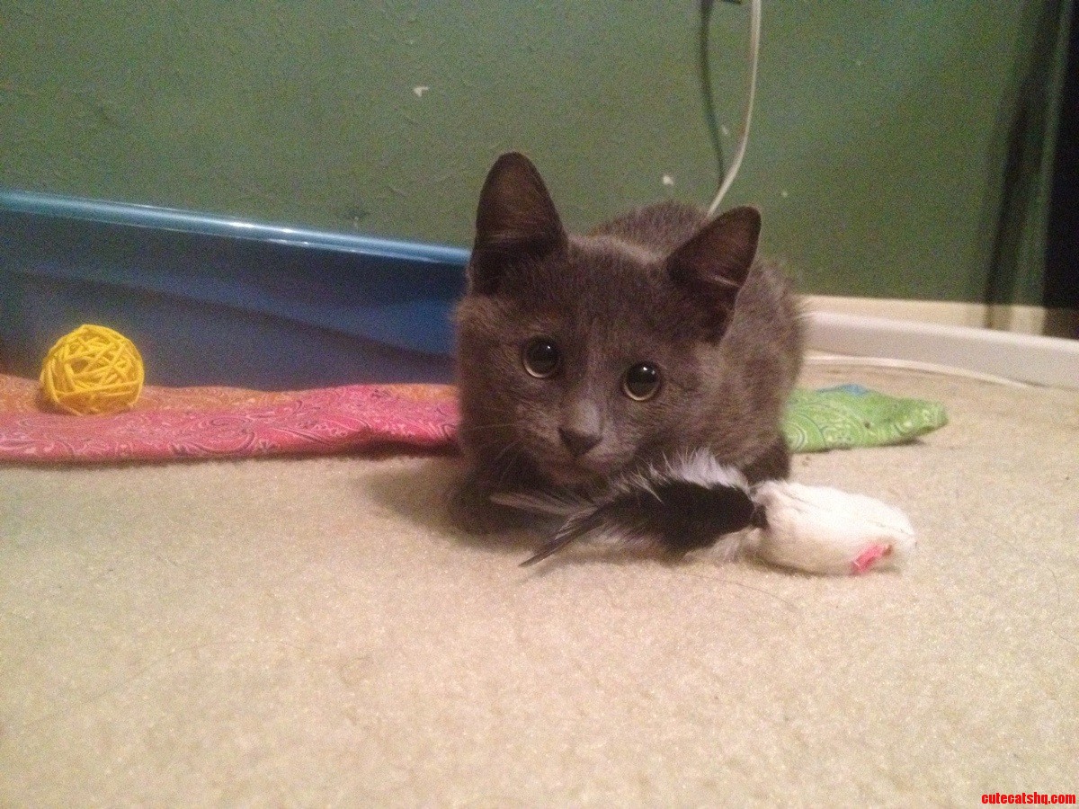 Meet Brandy  My 1.5 Month Old Kitten I Adopted Today.