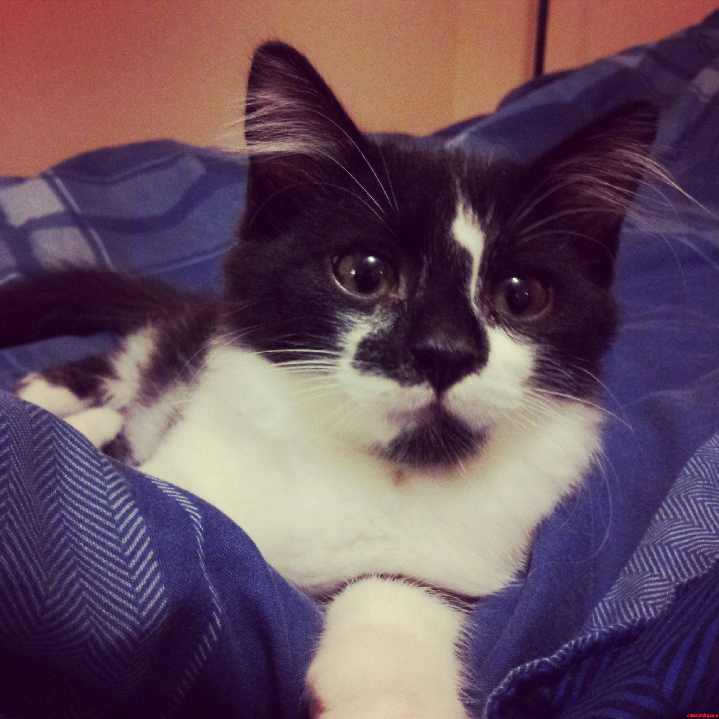 Meet Dexter  3 Month Old Terror and Best Friend to My Dog.