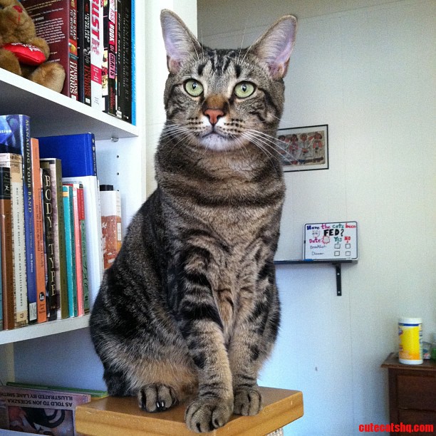 Meet Gus  the Majestic  Neurotic Wonder Cat