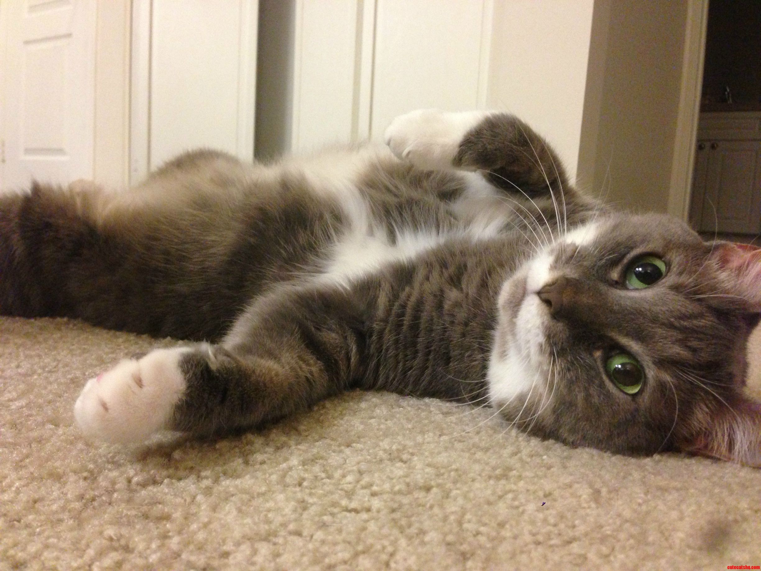 Meet Gus. He Fell Over.