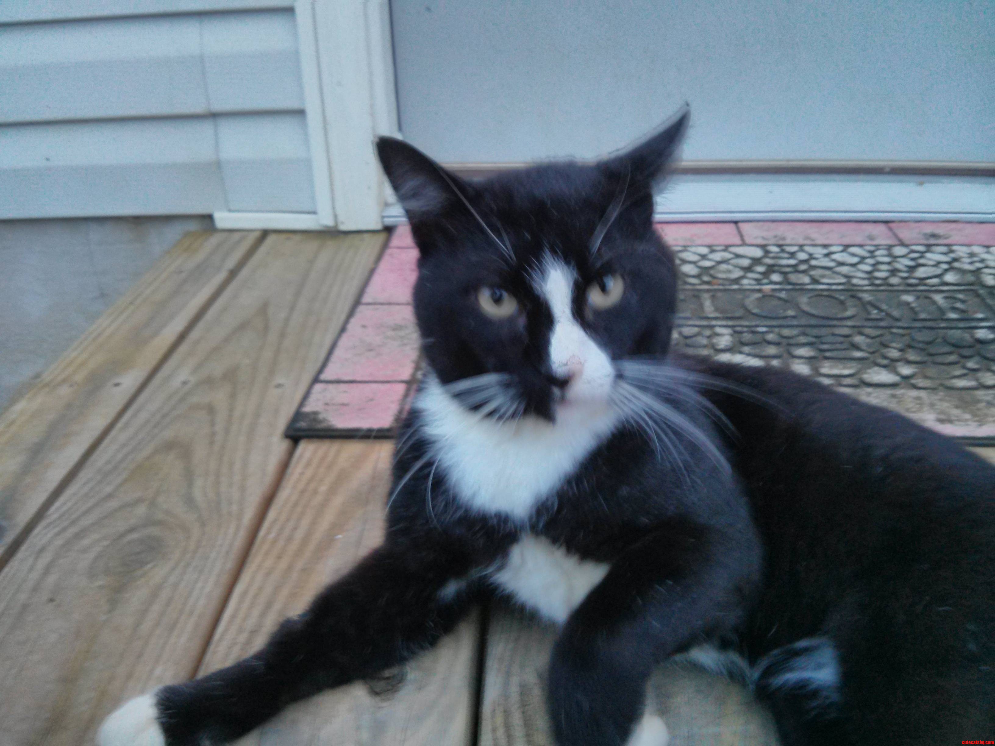 Meet Manny. Trying to Find Him a Home Before He Starves.