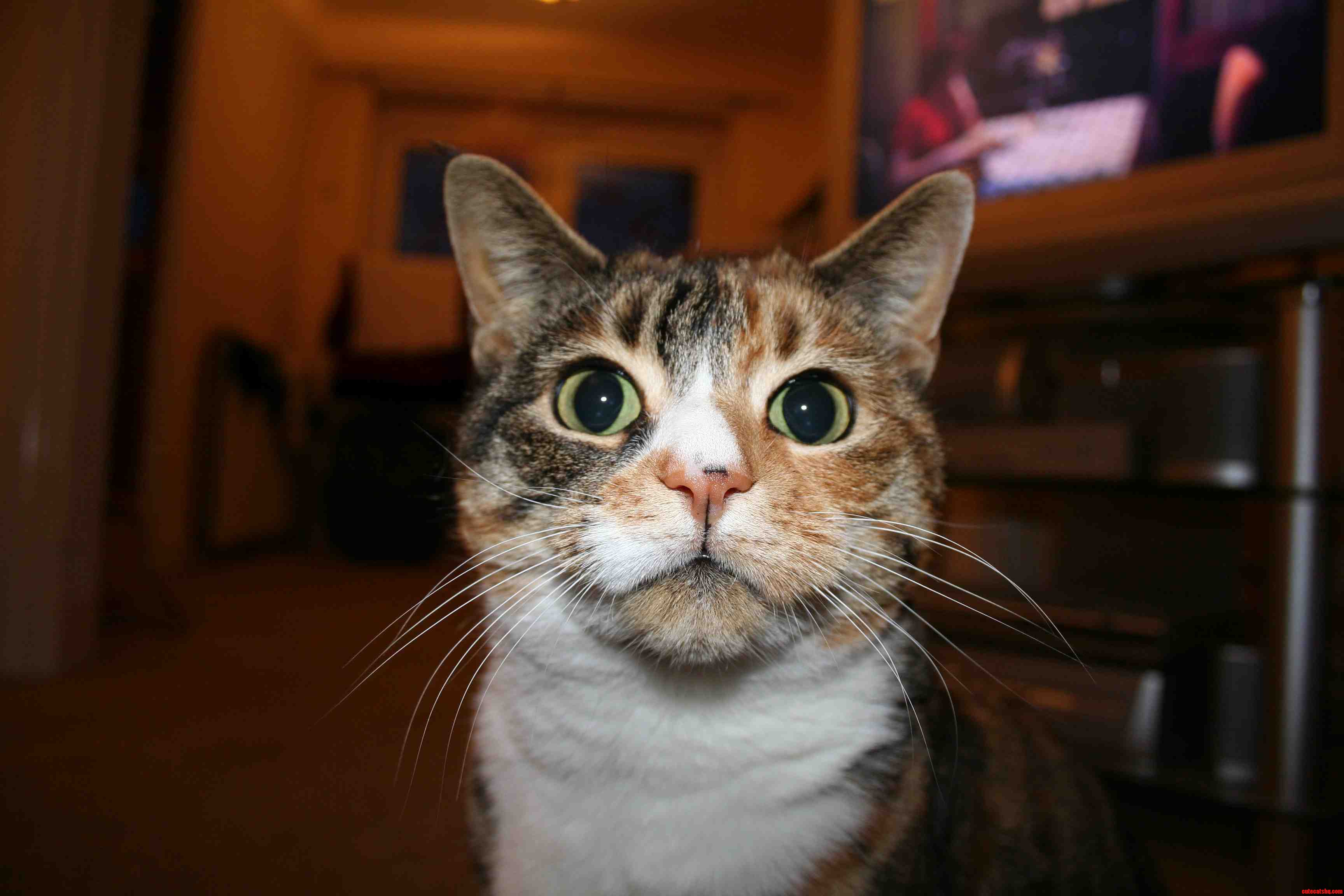 Meet My Boss. She Is Called Belle