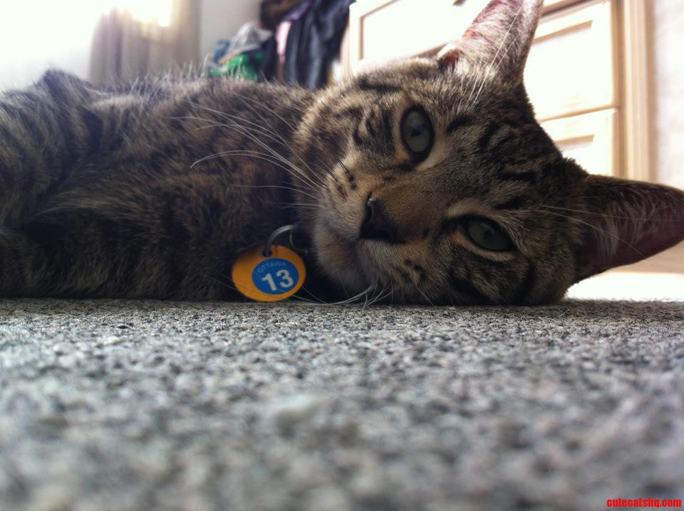 Meet My Buddy Kovu.