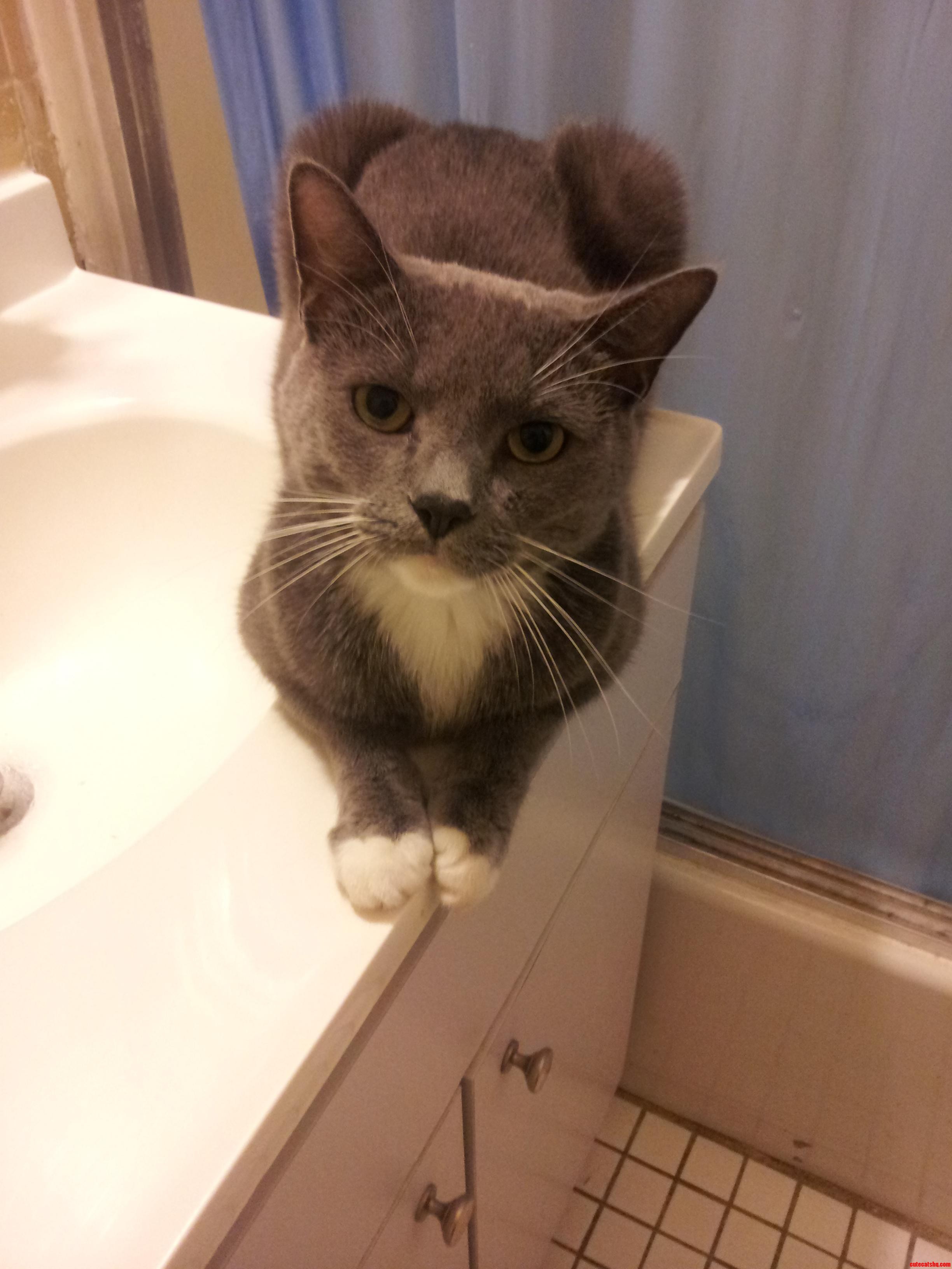Meet My Cat Killer