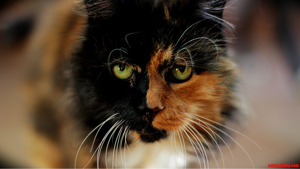 Meet My Cat  Phantom
