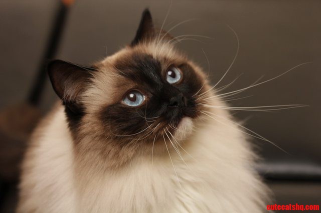 Meet My Cat  Sonya - First Post
