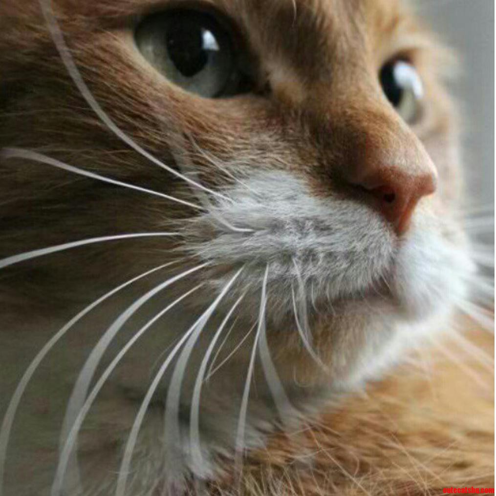 Meet My Fur Baby  Kozmoe