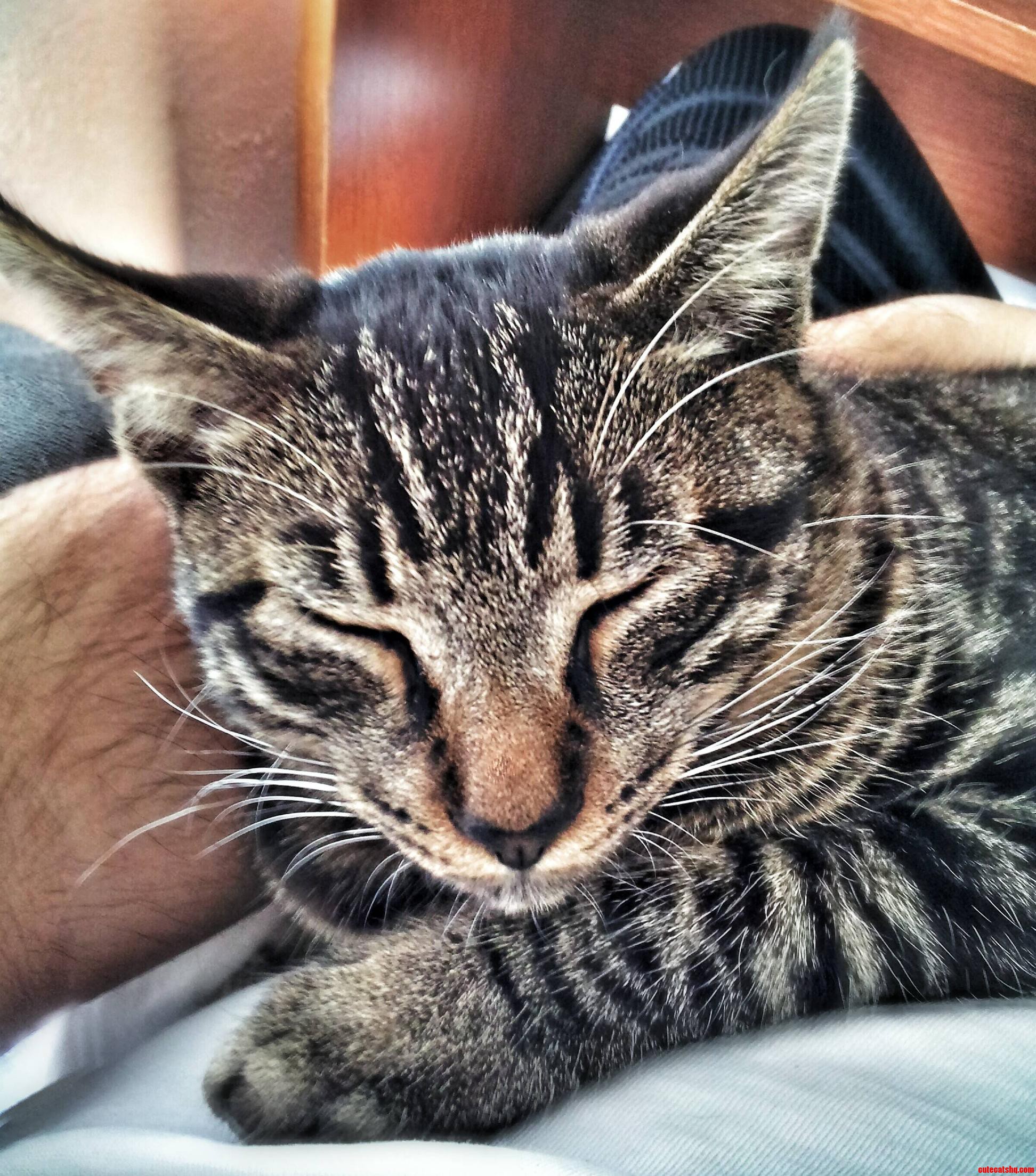 Meet My Little Man Milo