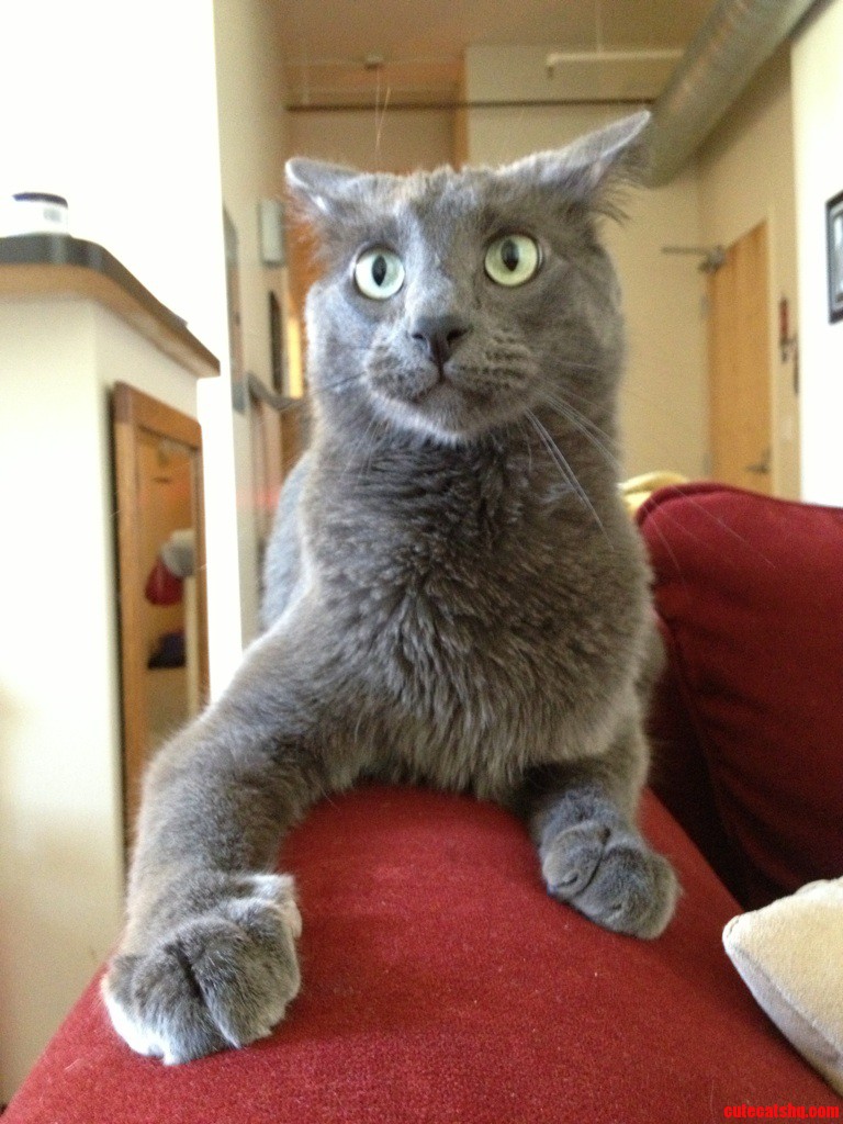 Meet Nico. Hes Crazy Crazy for Love and Cat Food.