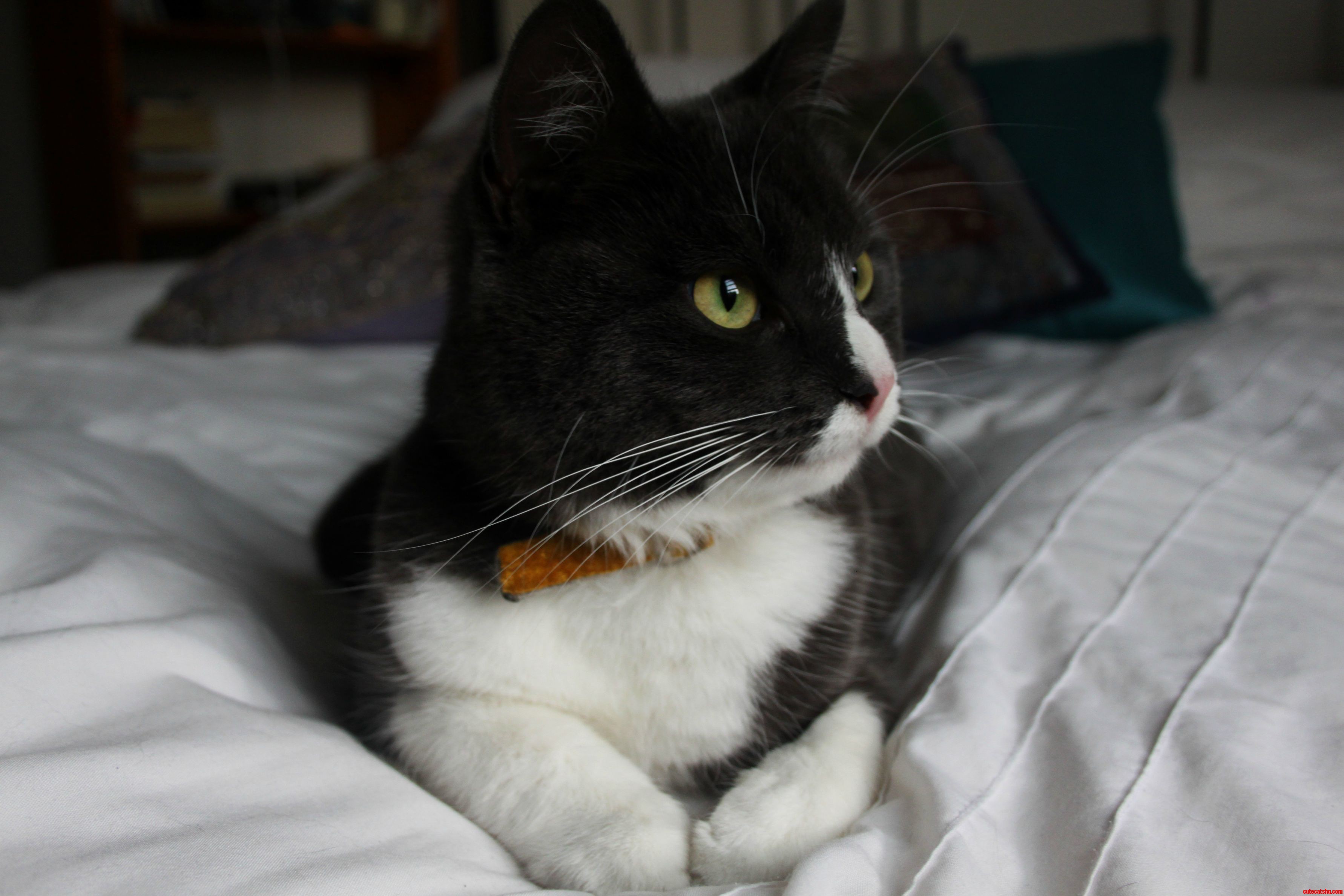 Meet Pippa - She Loves Watching the Birds Outside from This Spot