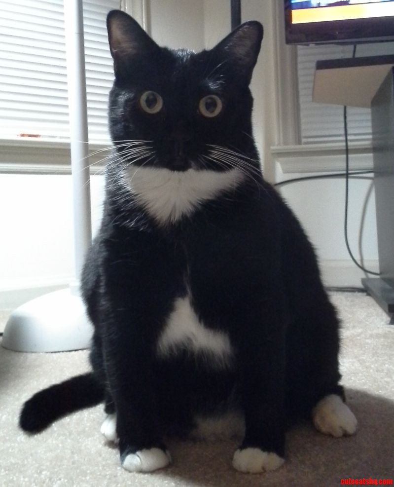 Meet Poo