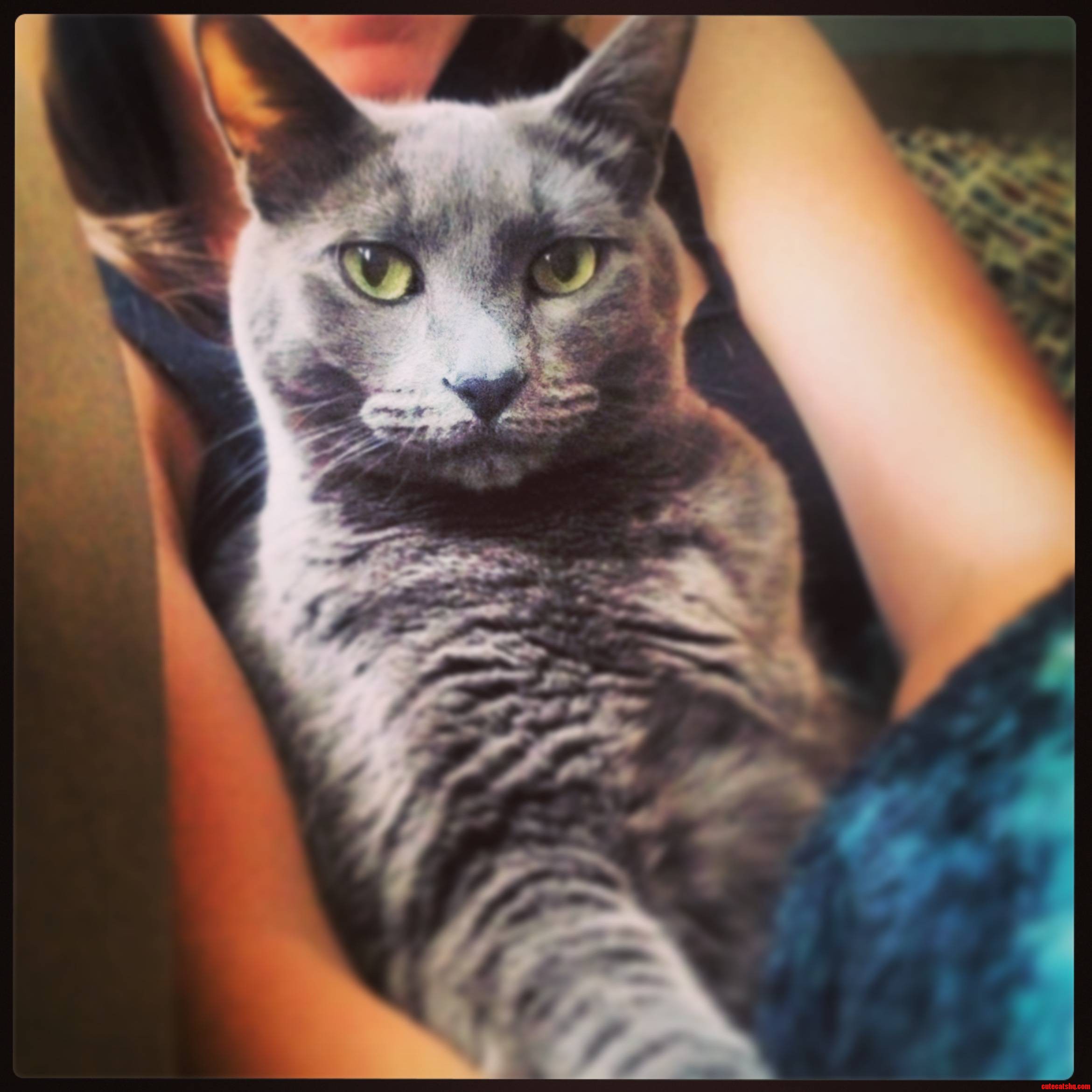 Meet Puff  the Most Interesting Cat in the World