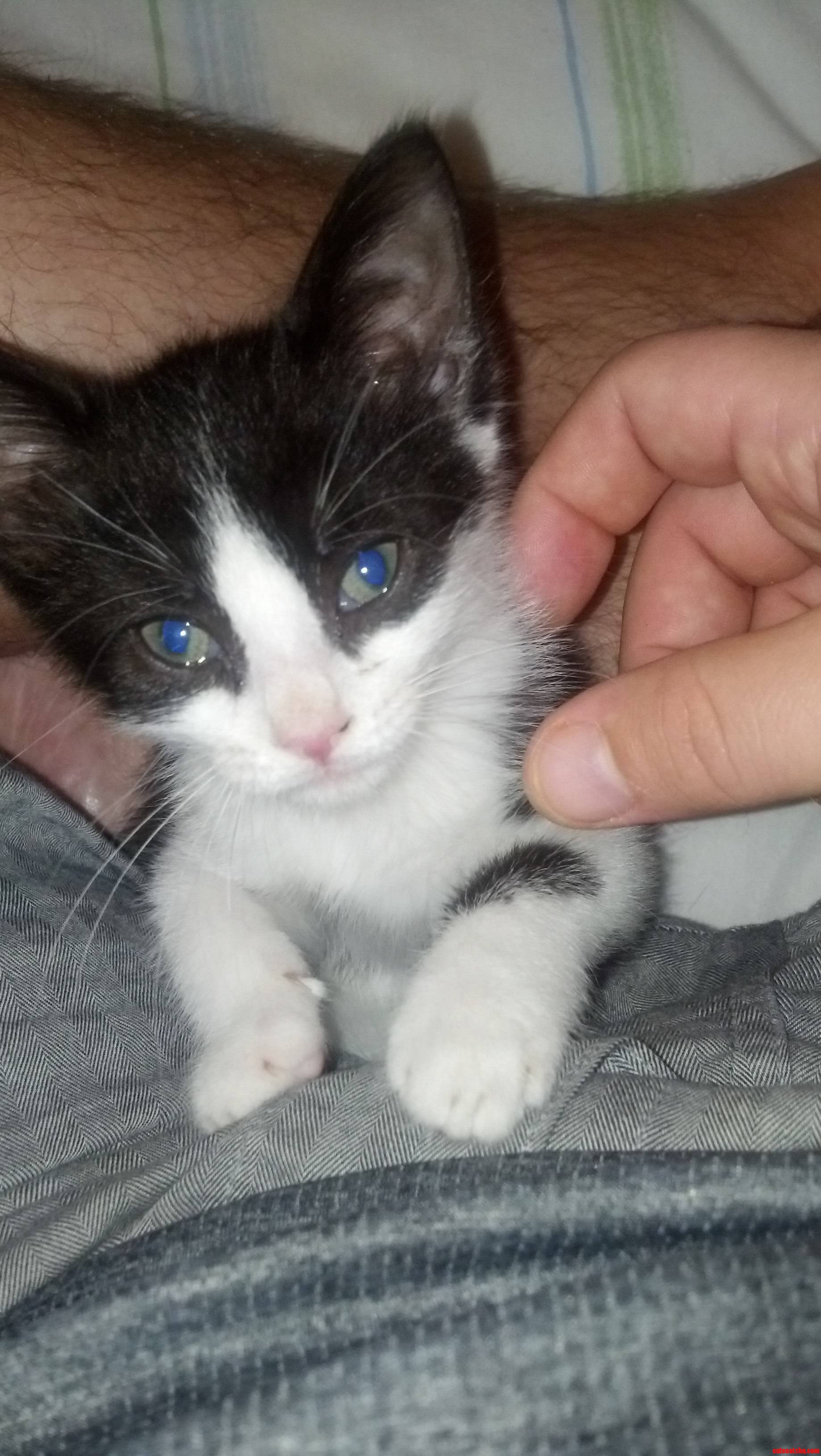Meet Rook  He Was the Only Survivor from His Litter and We Adopted Him Yesterday