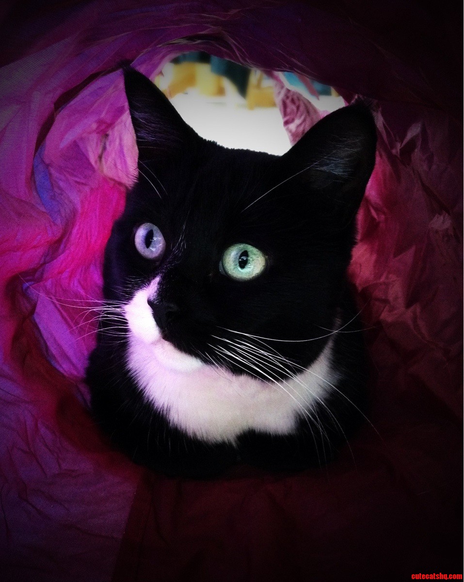 Meet Tootsie