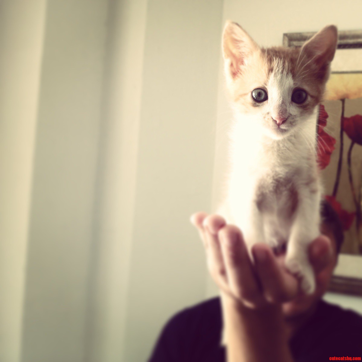 Meet Toshi