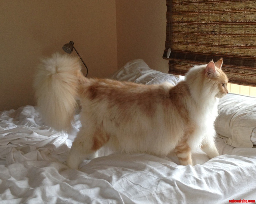 Meet My Majestic Legolas.