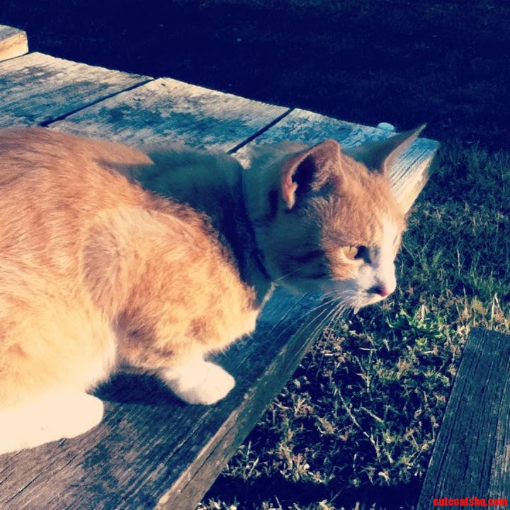Meet My Cat Gary