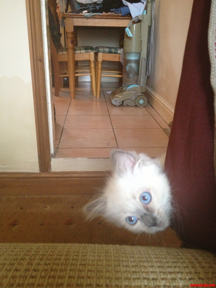Meet My Cat Kester