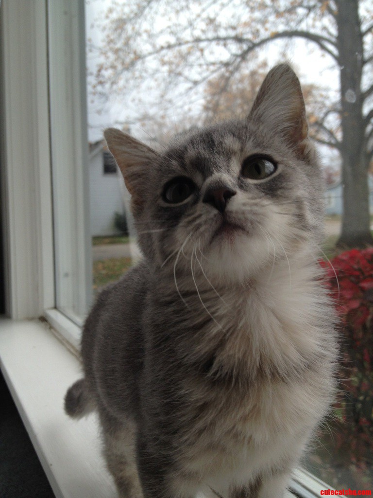 Meet My Cat Puff.