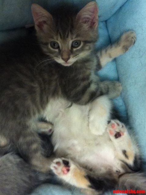 Meet My Kitty Gracie