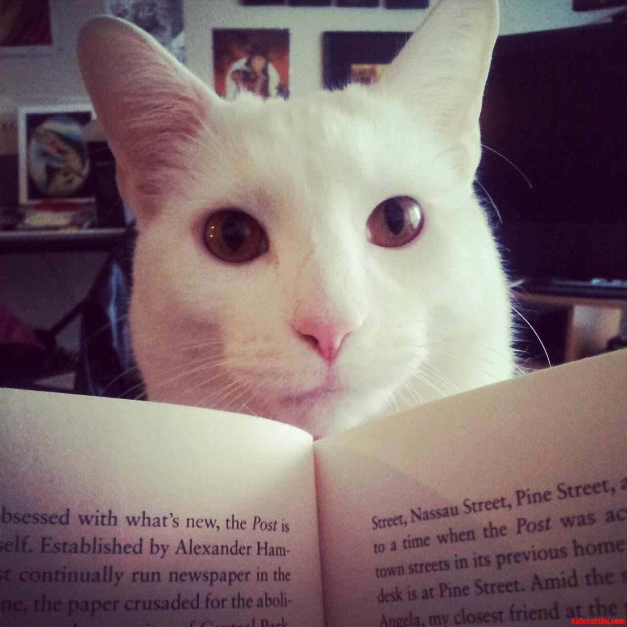Merlin Likes to Let Me Know When He Needs Attention.