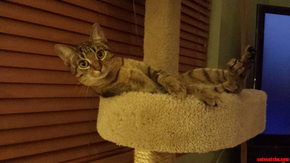 Molly Lounging Around on a Lazy Sunday Evening.