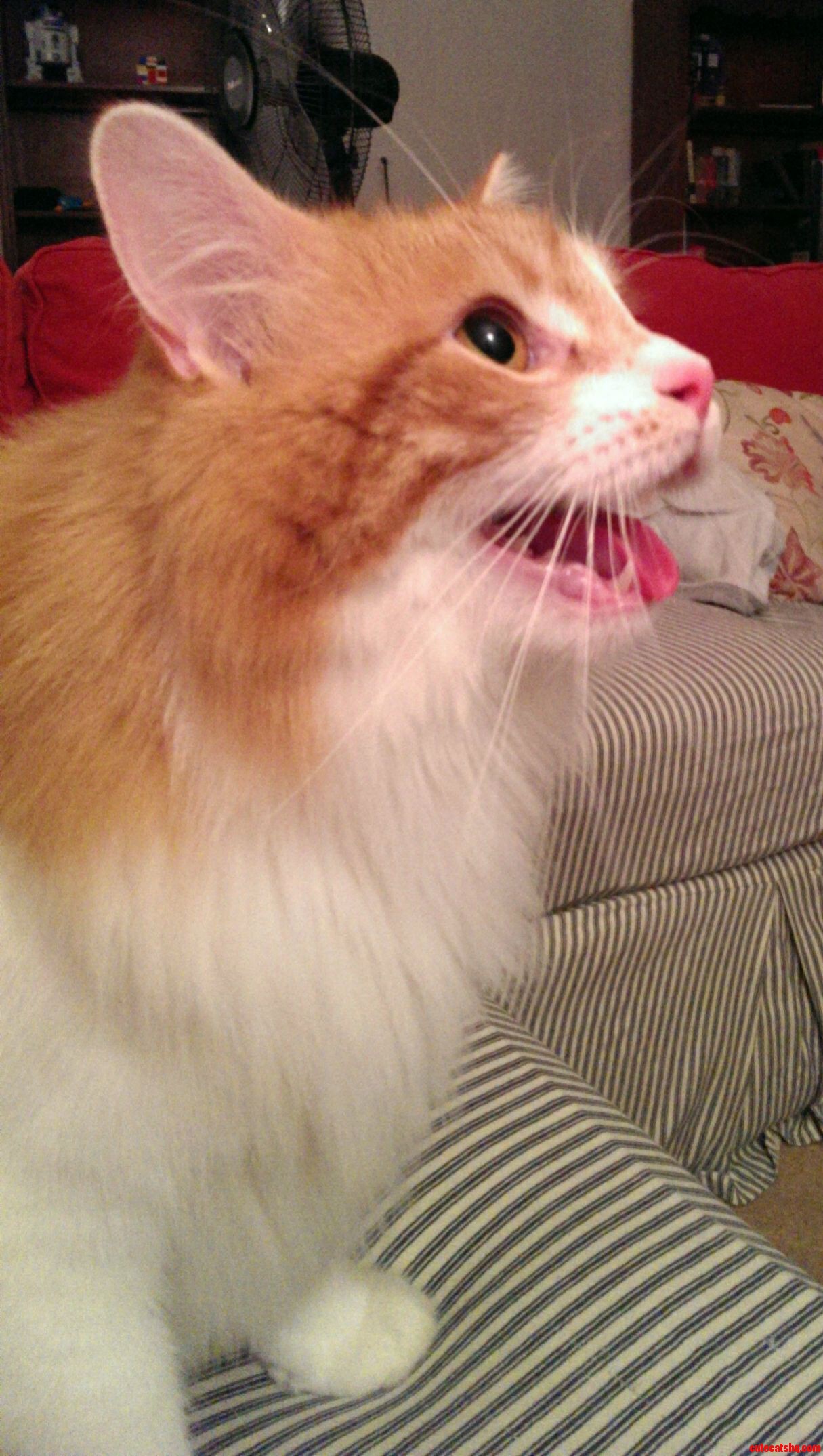 Mr. Whiskers Looking Derpy After Some Play