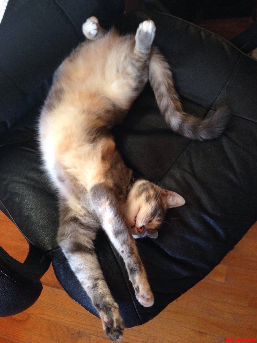 Musnt. Rub. Belly.