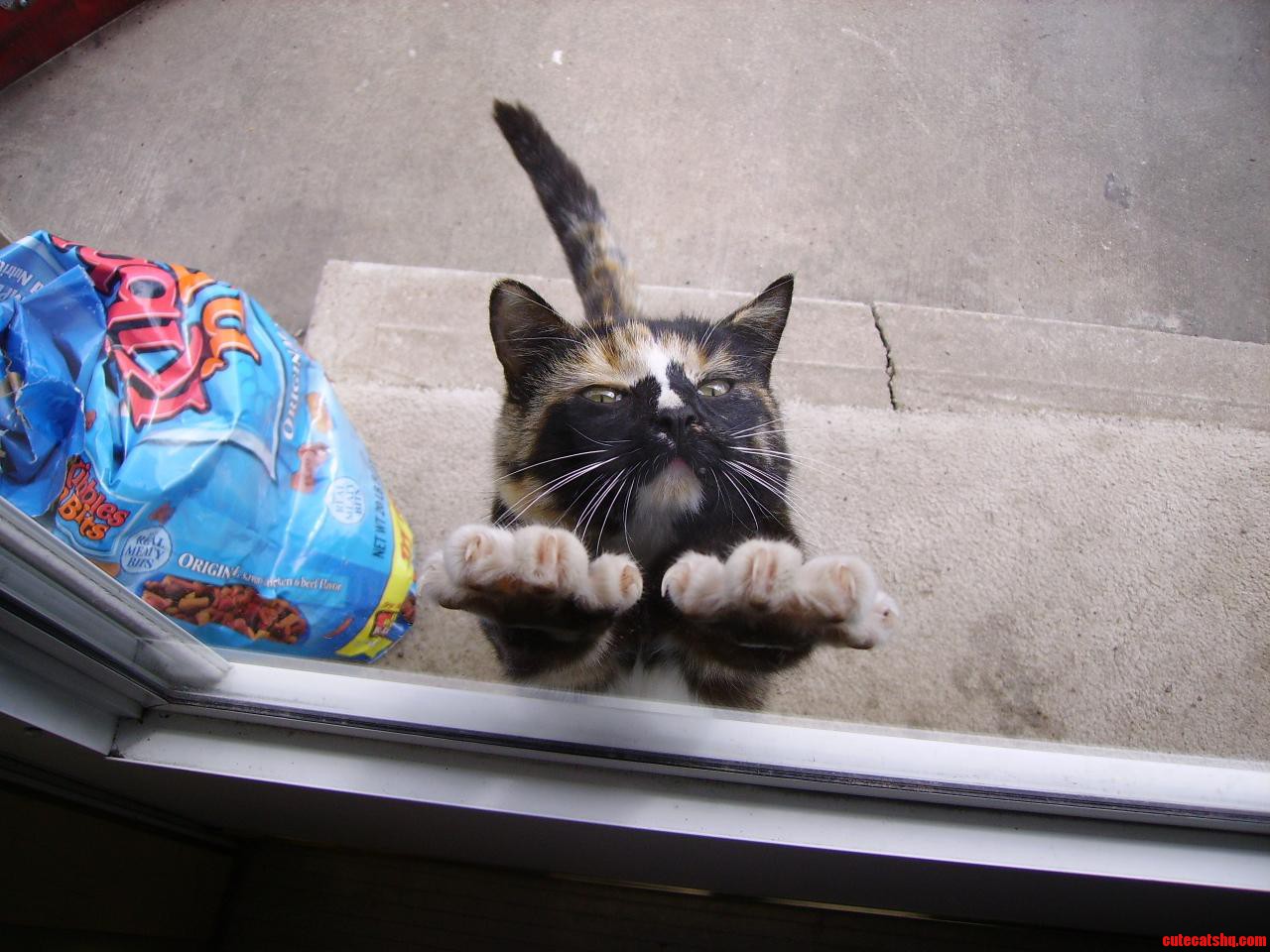 My Aunts Cat