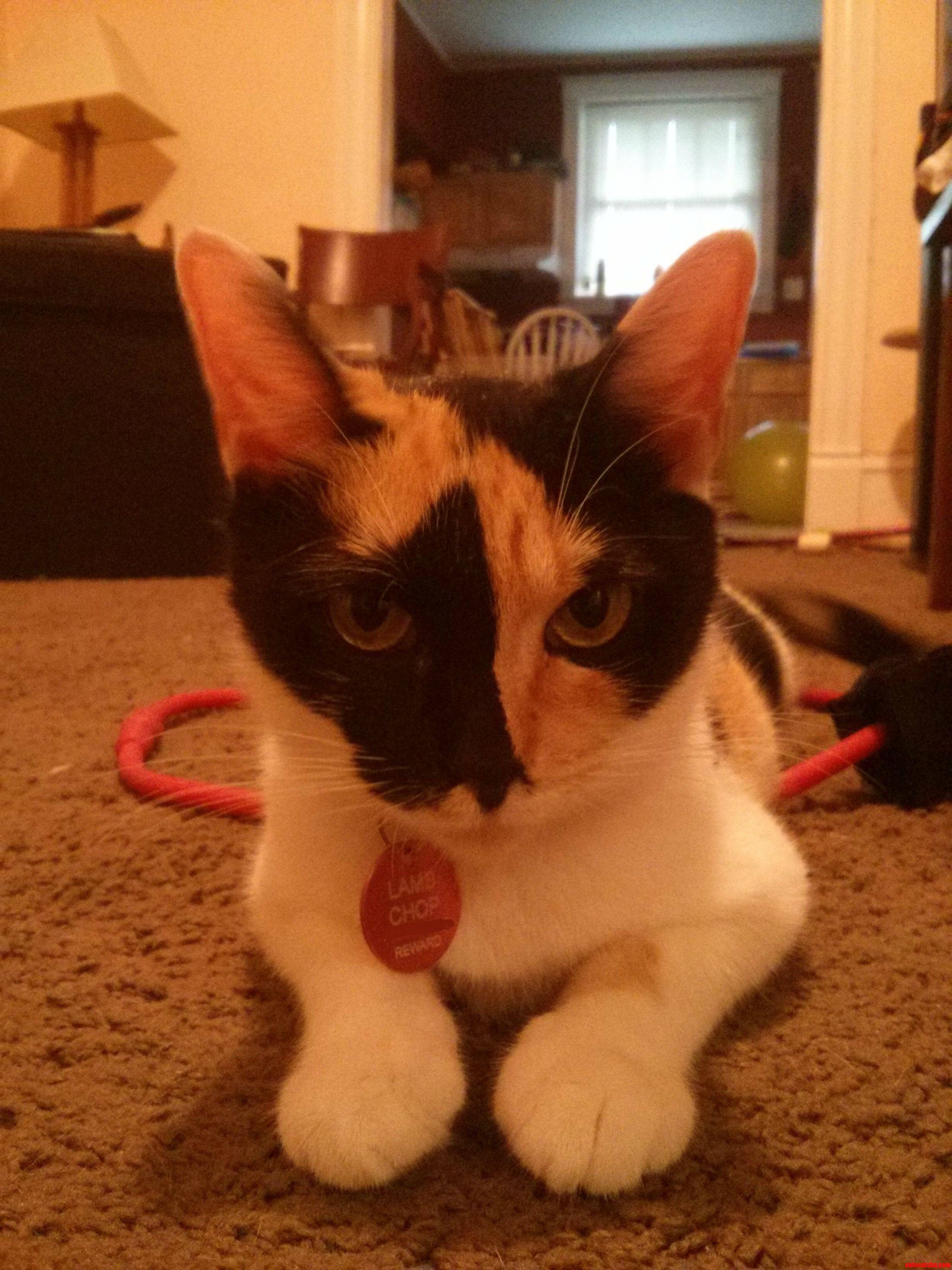My Best Friend Followed Us Home About 5 Months Ago. This Is My Favorite Picture of Her