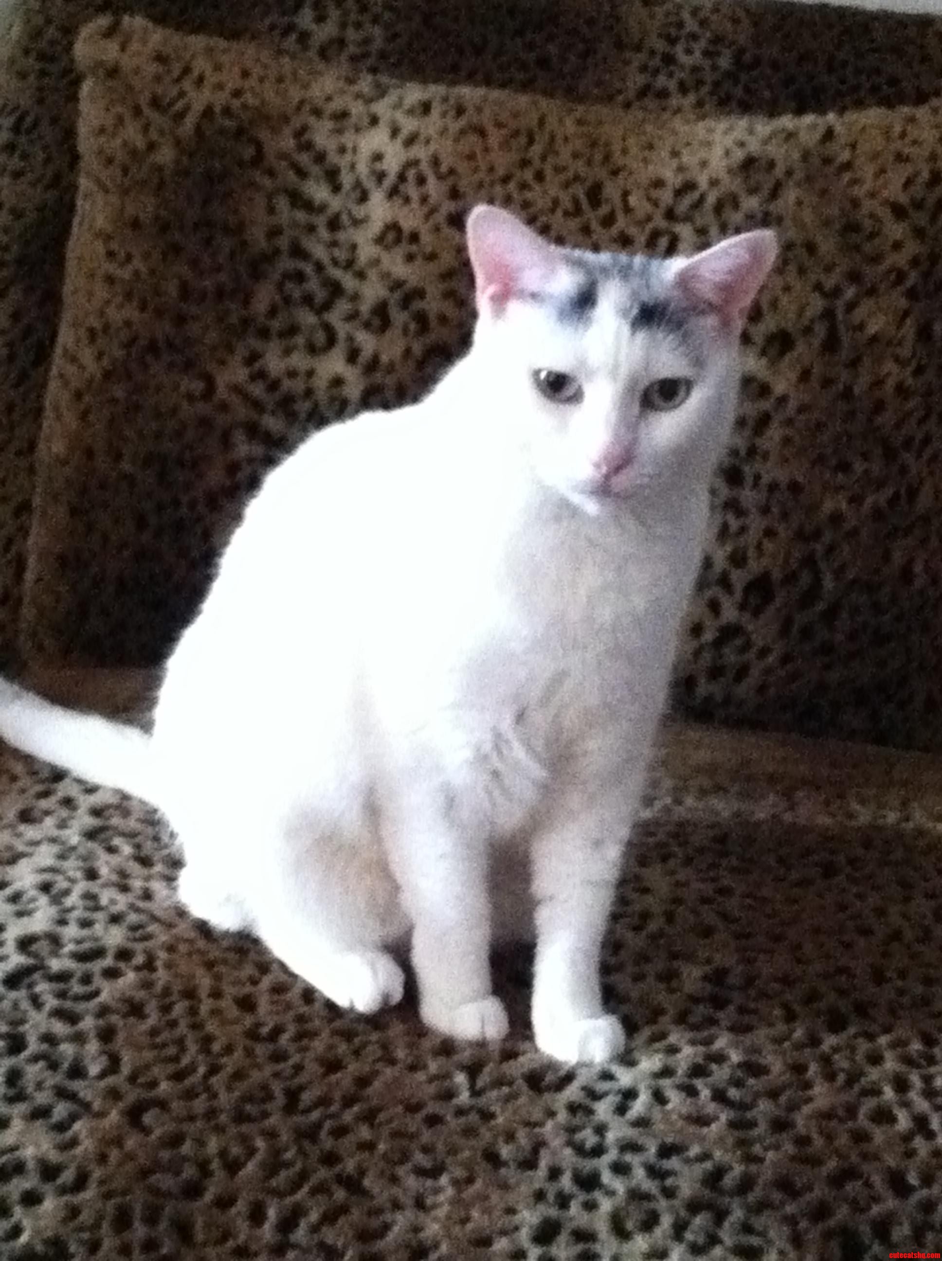 My Best Friend  Princess Purrcilla