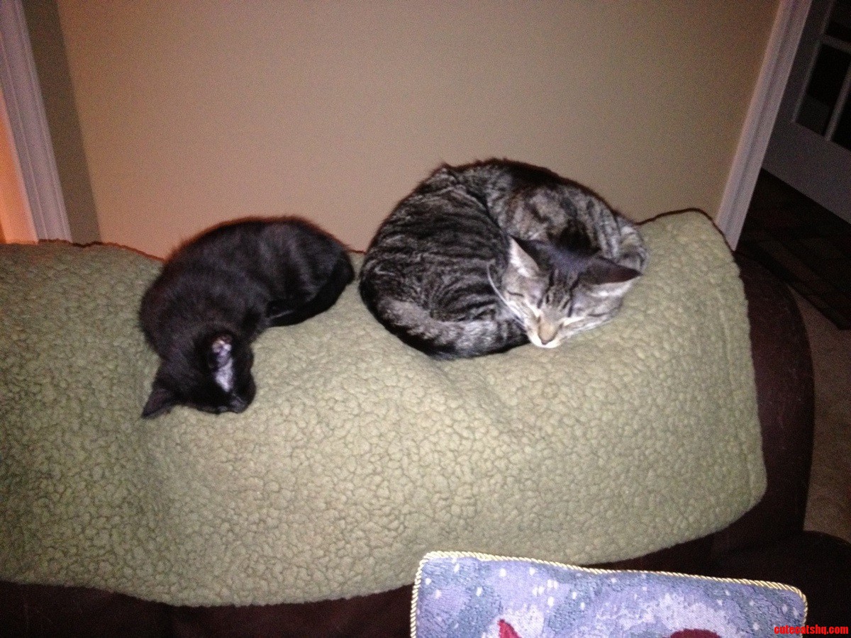 My Best Friends with Four Paws.