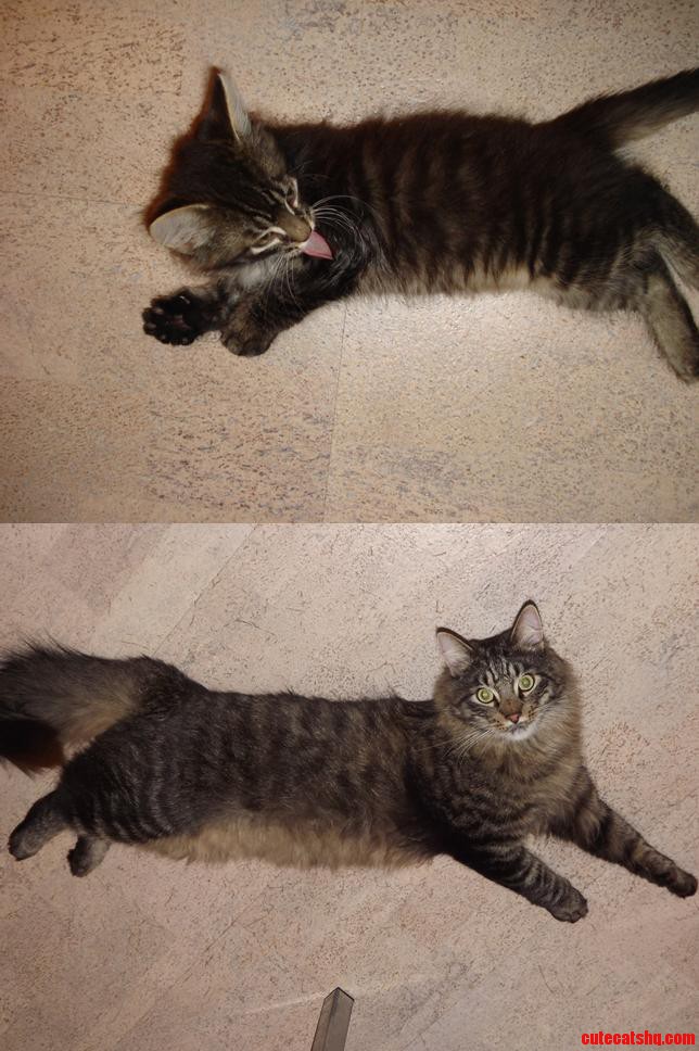 My Big and Lazy Cat 2 Months Old and 2 and a Half Years Old