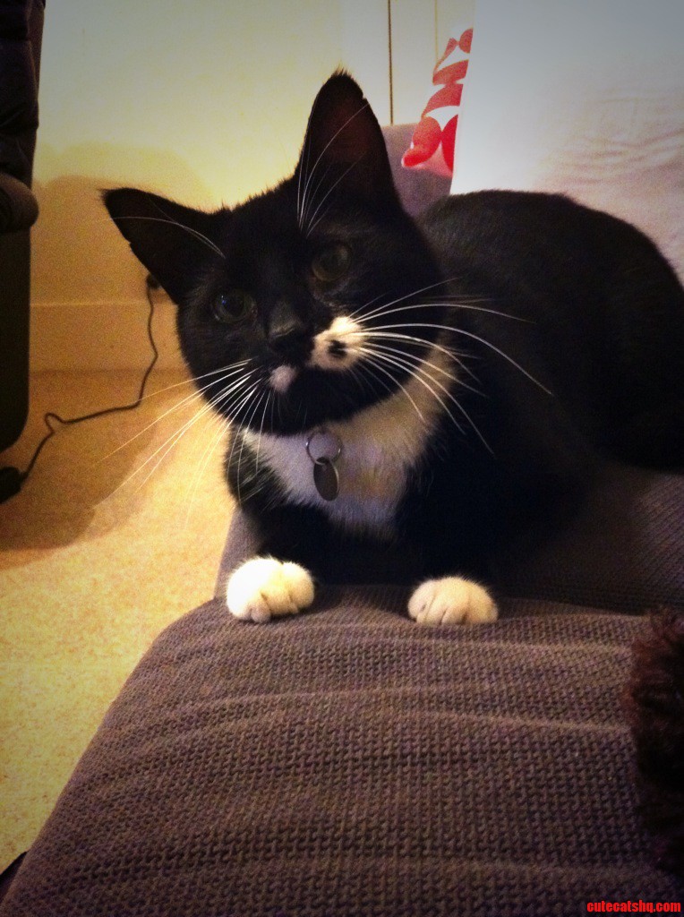 My Boy Chester Has Gone Missing  Send Positive Energy