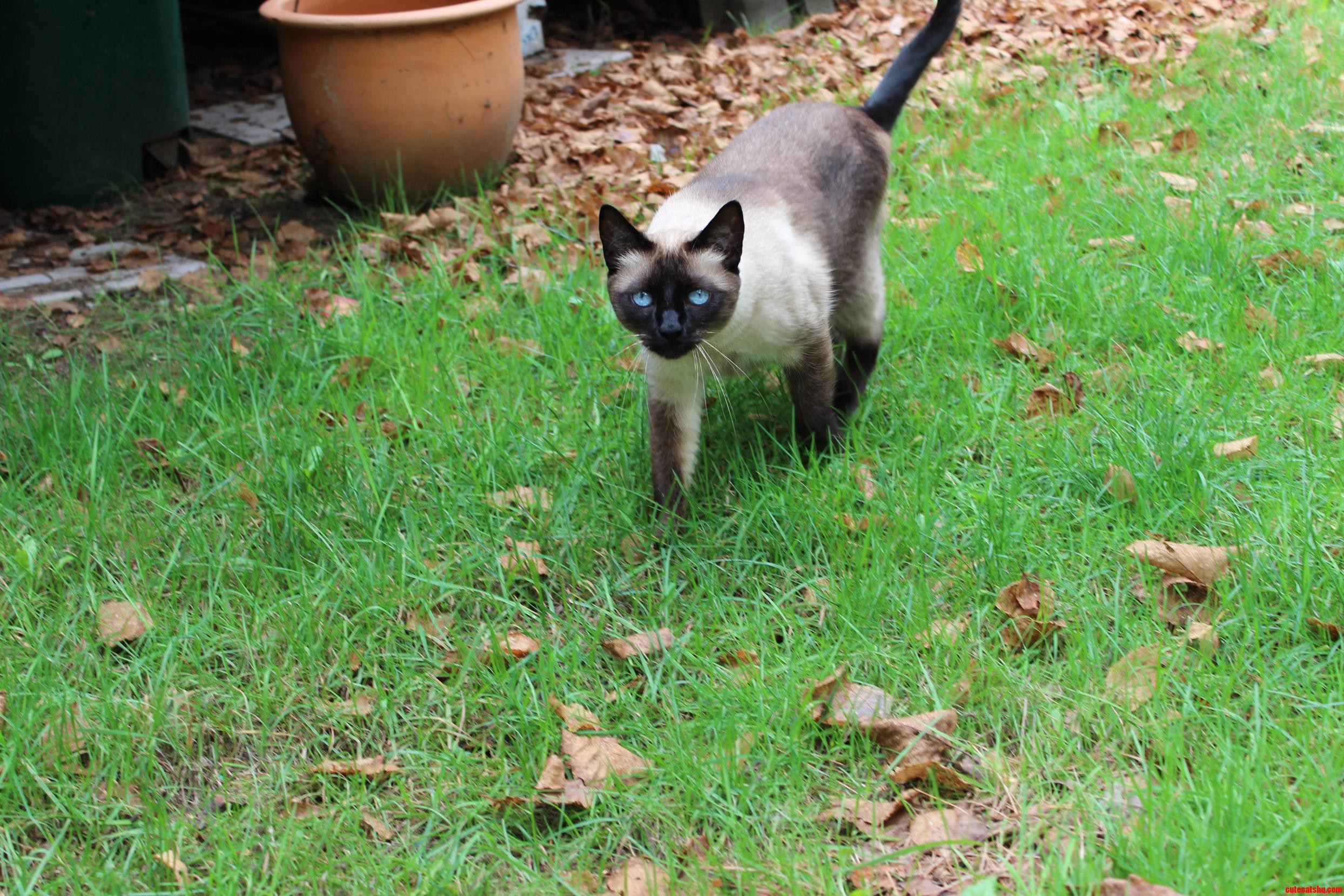 My Boy Inspecting the New Yard. I Think He Likes It.