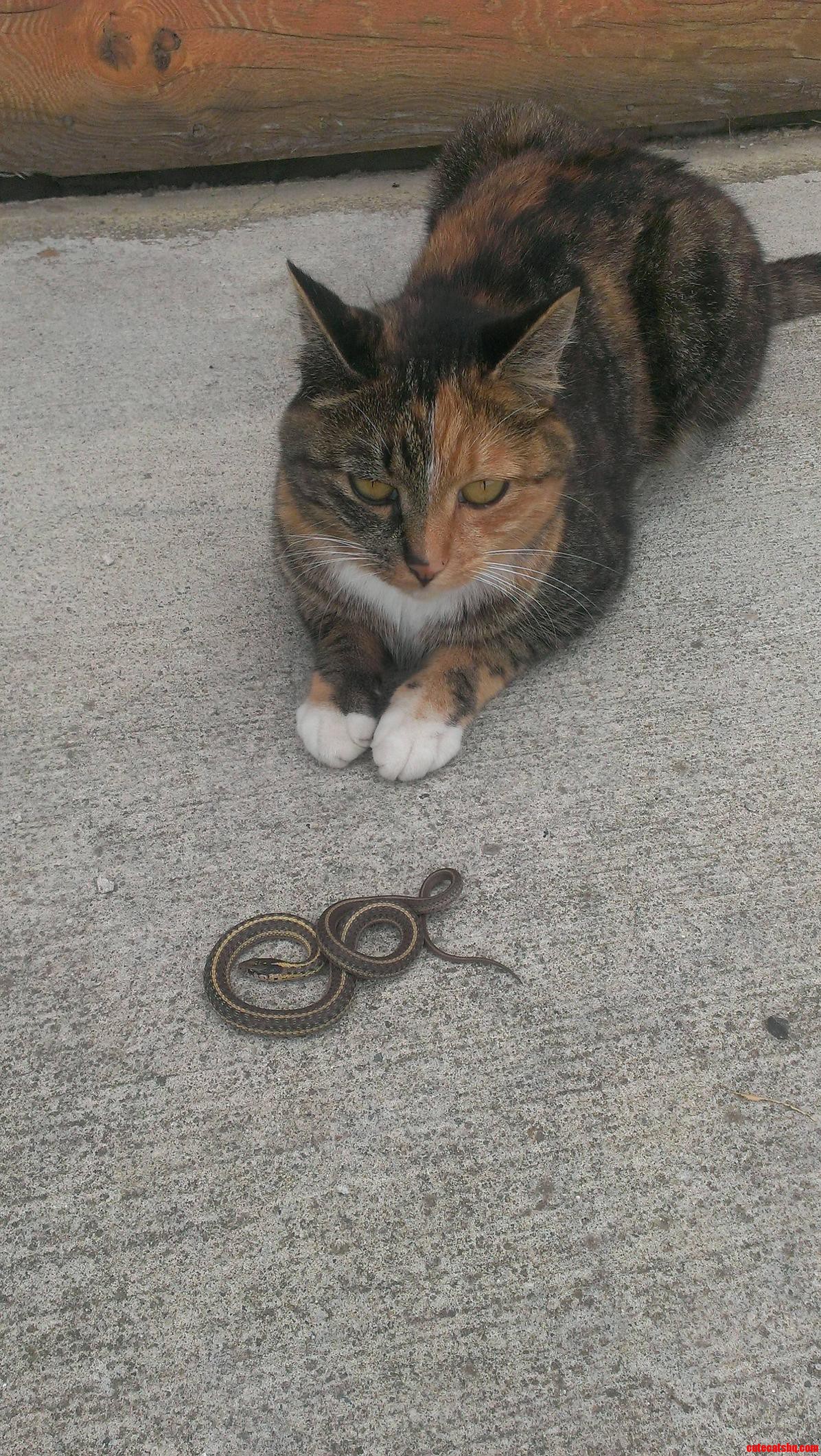 My Cat and Her Prey.