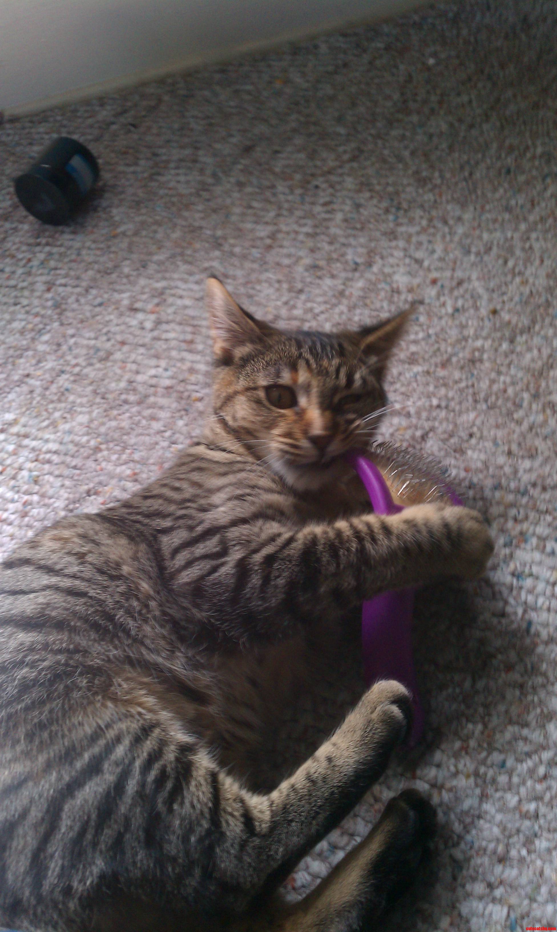 My Cat Being Ridiculous