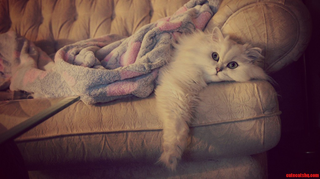 My Cat Casper Watching Tv Like a Human
