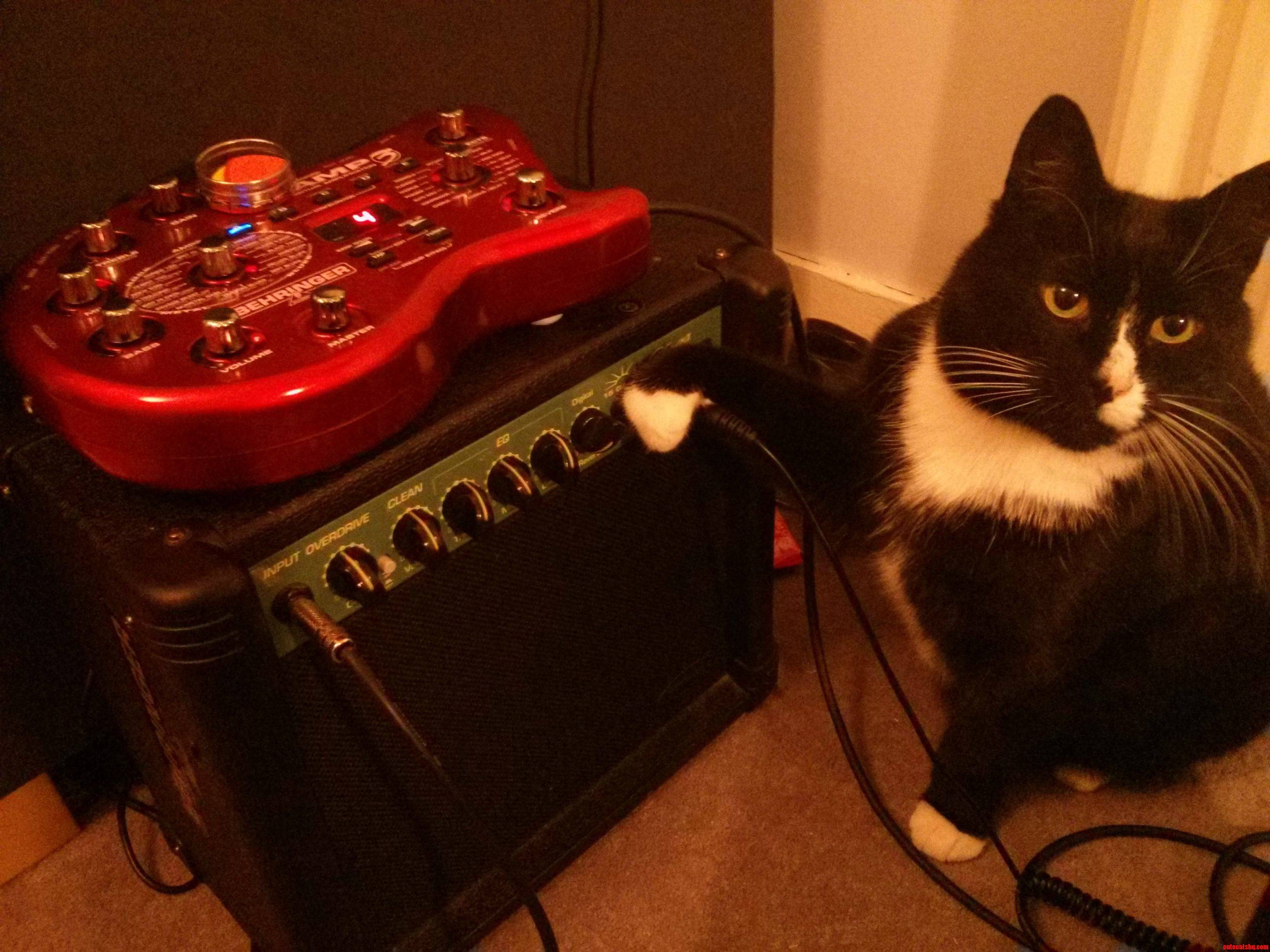 My Cat Doubles As My Guitar Tech