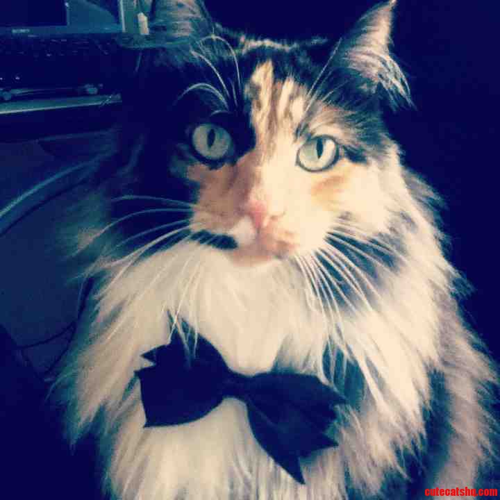 My Cat Found a Hair Bow. We Put It on Her.