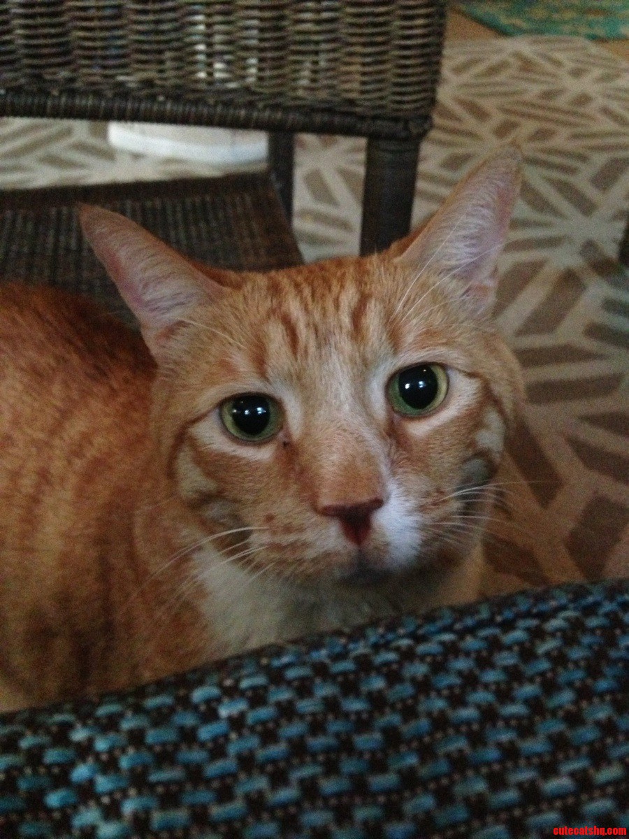 My Cat Giving Me the Puss in Boots Eyes.