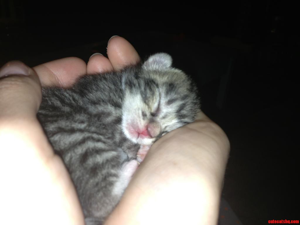 My Cat Had Kittens. Meet Hobbes