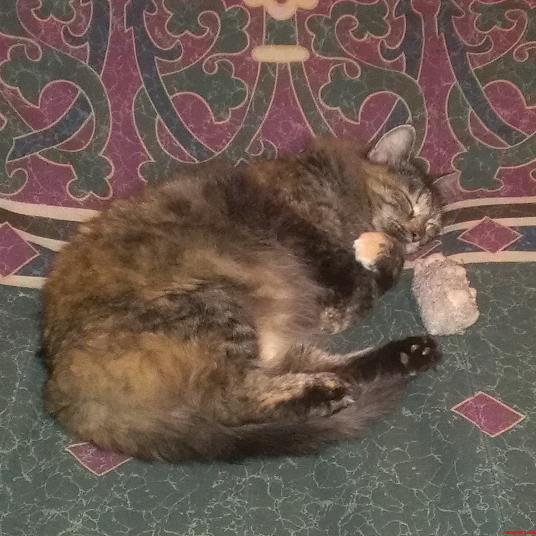 My Cat Has a Little Stuffed Sheep She Carries Everywhere.