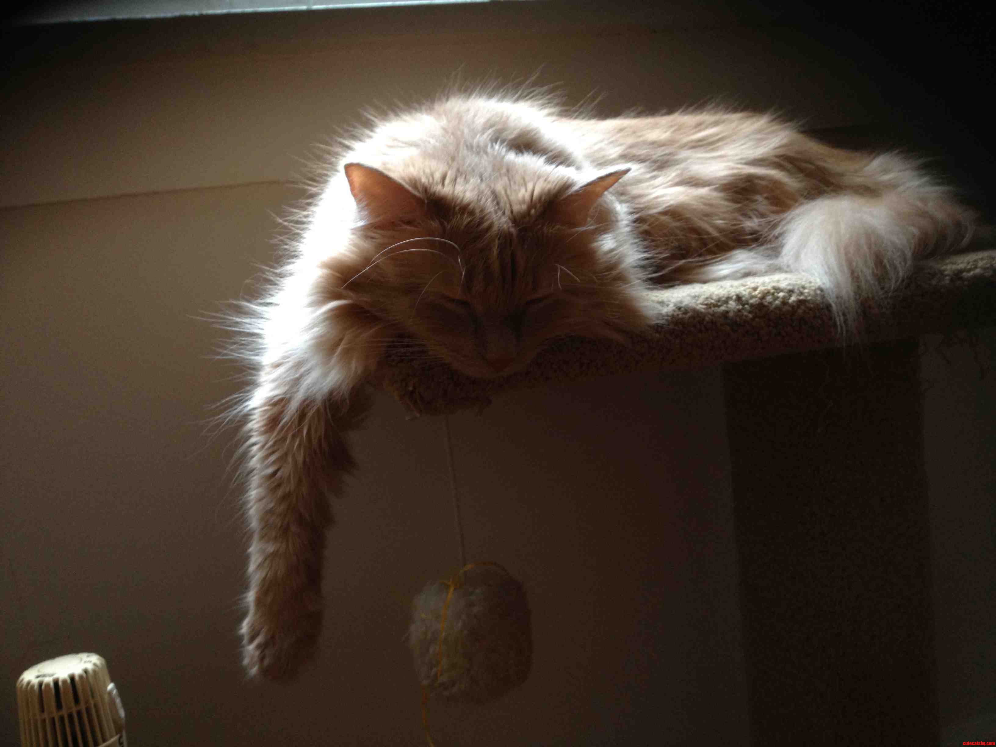 My Cat Henry Looking Majestically Comfortable.