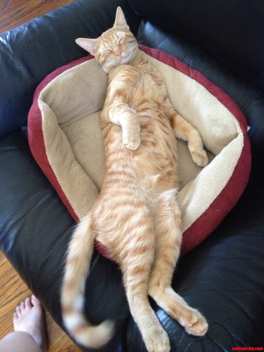 My Cat Is a Pretty Happy Fella When He Sleeps Too.