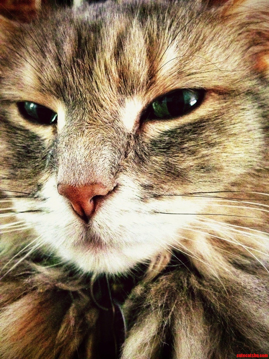 My Cat Is Prettier Than Any Person I Know.