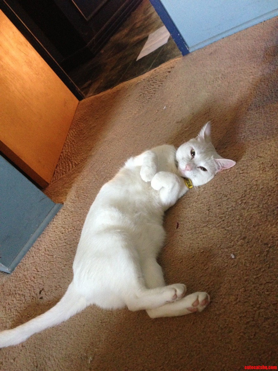 My Cat Is So Australian That She Wants Be a Kangaroo.