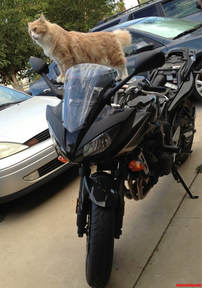 My Cat Kyle Trying to Ride a Motorcycle