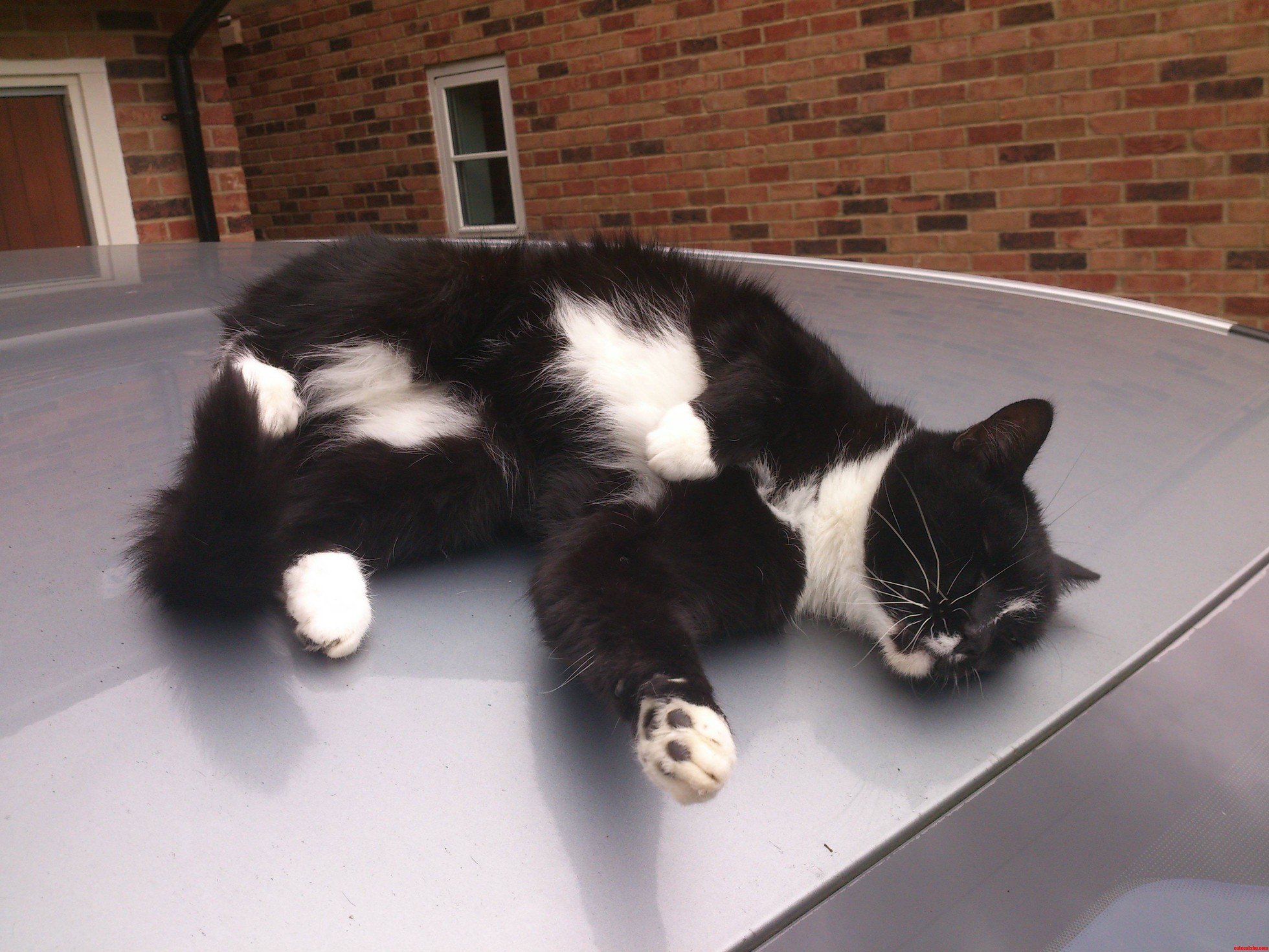 My Cat Likes to Sleep on Top of My Car.