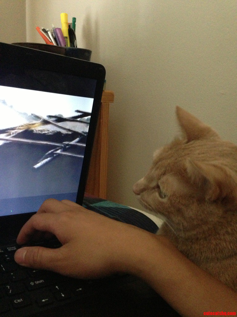 My Cat Likes to Watch Movies with Me
